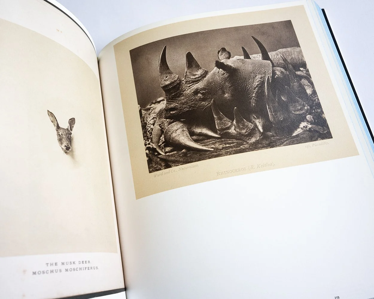 Cycles and Seasons by Cy Twombly — bookdummypress